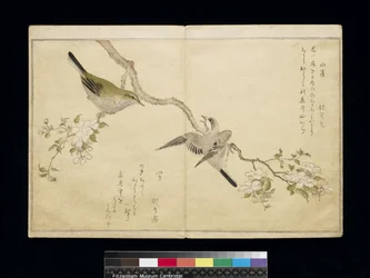 P.332-1946 Vol.1 f.2 Cinege egy ágon a jobb oldalon és egy bokorpaszta az ágon a bal oldalon, a „Madarak a humoros dalokban” című albumból, 1791 (színes fatömbnyomat)