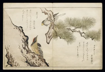 P.332-1946 Vol.1 f.3 Hawfinch and a Woodpecker, a „Madarak összehasonlítása a humoros dalokban” albumból, 1791 (színes fatömbnyomat)