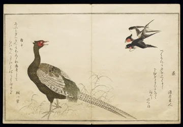 P.332-1946 Vol.1 f.6 Kéményfecskék és zöld fácán pár, a „Madarak a humoros dalokban” című albumból, 1791 (színes fatömbnyomat)