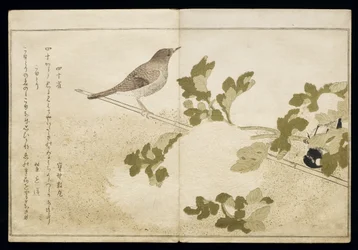 P.332-1946 Vol.2 f.2 Mandzsúriai széncinege és vörösbegy, a „Madarak a humoros dalokban” című albumból, 1791 (színes fatömbnyomat)