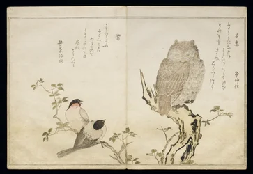 P.332-1946 Vol.2 f.4 Egy bagoly és két keleti süvöltő, a „Madarak a humoros dalokban” című albumból, 1791 (színes fatömbnyomat)