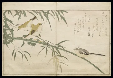 P.332-1946, 2. kötet, 6. lap, őszapó és három pápaszemesmadár, a „Humoros dalokban összehasonlított madarak“ című albumból, 1791