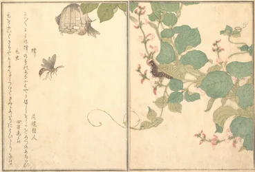 Papírdarázs Hachi, szőrös hernyó Kemushi..., 1788.