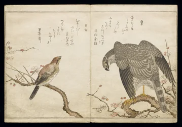 Vol.2 f.1 Falcon a jobb oldalon, egy Bull-headed Shrike a bal oldalon, a „Madarak a humoros dalokban” című albumból, 1791 (színes fatömbnyomat)