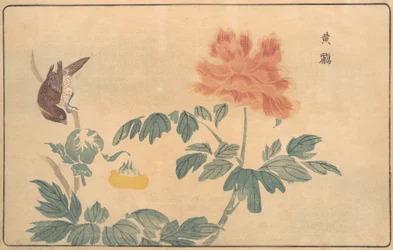 Kínai oriole és bazsarózsa, 1789.