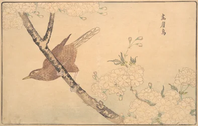 A szürke rigó, 1789.