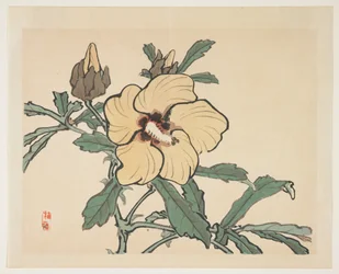 Virágzó hollyhock