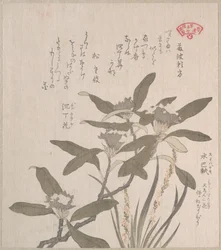 Daphne odora és Mojisuri-so