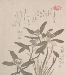 Daphne Odora és Mojisuri-so, 19. század.