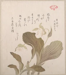 Hotei virágai