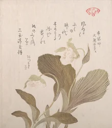 Hotei virágok, 19. század.