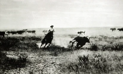 Cowboy lóháton lasszó egy borjút (bw fotó)