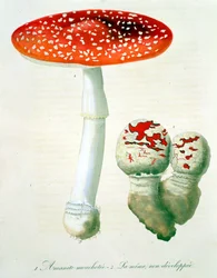 Amanita Muscaria Joseph Roques (1772-1850) 1821-ben kiadott "Phytographie Medicale"-jából.