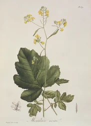 Brassica nigra Joseph Roques (1772-1850) „Phytographie Medicale” című művéből, 1821-ben.