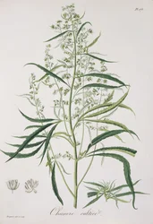 Cannabis Sativa Joseph Roques (1772-1850) 1821-ben kiadott "Phytographie Medicale"-jából.