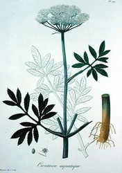 Cicuta Virosa Joseph Roques (1772-1850) „Phytographie Medicale” című művéből, 1821-ben jelent meg (metszet)