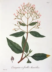Cinchona Joseph Roques (1772-1850) „Phytographie Medicale” című művéből, amelyet 1821-ben adtak ki