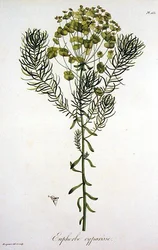 Euphorbia Cyparissias Joseph Roques (1772-1850) „Phytographie Medicale”-ból, 1821-ben megjelent (metszet)