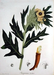 Henbane Joseph Roques (1772-1850) „Phytographie Medicale” című művéből, 1821-ben (metszet)