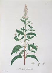 Mentha Piperita Joseph Roques (1772-1850) 1821-ben kiadott "Phytographie Medicale"-jából.