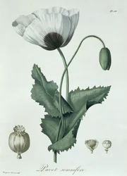 Papaver Somniferum Joseph Roques (1772-1850) 1821-ben kiadott "Phytographie Medicale" című művéből.