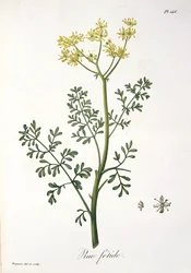 Rue Joseph Roques (1772-1850) „Phytographie Medicale” című könyvéből, amelyet 1821-ben adtak ki