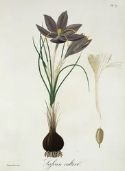 Joseph Roques (1772-1850) „Phytographie Medicale” című sáfrányos krókusza, 1821-ben