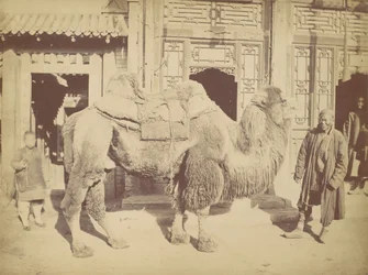 Peking. nak,-nek. 923, 1867.