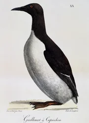 Common Guillemot (Uria aalge), a Festői utazás a világ körül című filmből