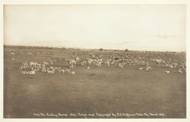 A báránytábor, 1894.
