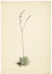 Virágzó Aloe