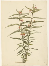 Virágzó orbáncfű (Asclepias curassavica)