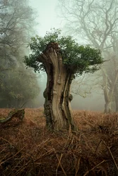 Ősi bonsai, 2025 (fotó)