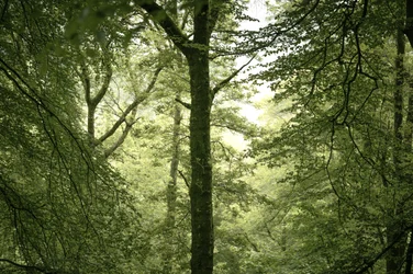 Branchline, 2024 (fotó)