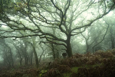 Canopy, 2024 (fotó)