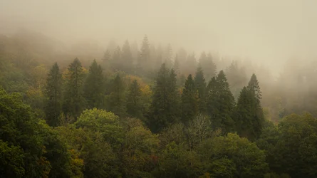 Cloud Forest II, 2024 (fotó)