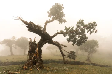 Fogborn, 2023 (fotó)