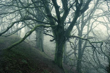 Forest Spider, 2024 (fotó)