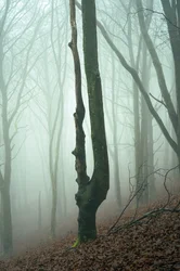 Forgotten Woods, 2024 (fotó)