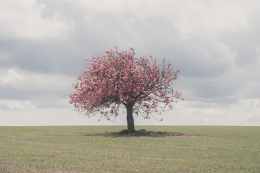 Szunnyadó óriások, 2025 (fotó)