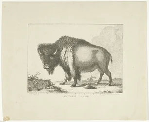 Bölény