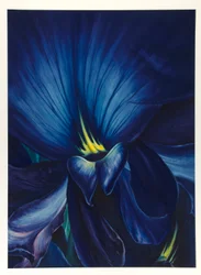 Kínai Delphinium