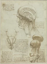 Kéziratos lap anatómiai rajzokkal és jegyzetekkel, 1506-1508.