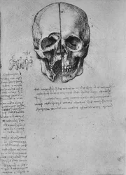 Egy koponya két felének rajza, kb. 1480 1945