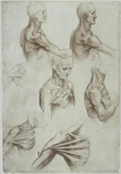 Leonardo / nyak- és vállizmok / f. 136v