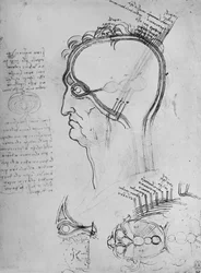 Egy férfi fej metszete, amely a szem anatómiáját mutatja, stb., c1480 1945