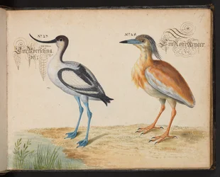 Adjunk hozzá 6485 f.19 Avocet és Squacco Heron