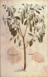 Belladonna - Atropa belladonna (Solanum somniferum) Leonhart Fuchstól a De historia stirpium commentarii insignes (Nevezetes megjegyzések a növények történetéhez) színes metszet