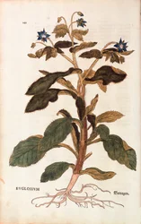 Borágó - Borago officinalis (Buglossum) Leonhart Fuchstól a De historia stirpium commentarii insignes-ból (Nevezetes megjegyzések a növények történetéhez), színes metszet