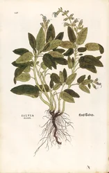 Közönséges zsálya – Salvia officinalis (Salvia maior) Leonhart Fuchstól a De historia stirpium commentarii insignes (Nevezetes megjegyzések a növények történetéhez) színes metszet